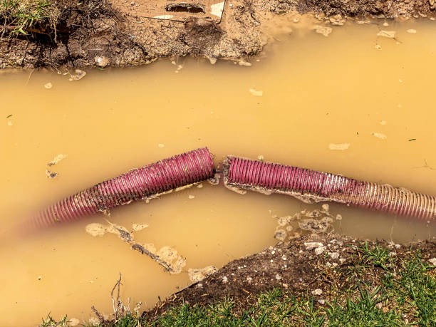 Best Flood restoration services  in Peculiar, MO